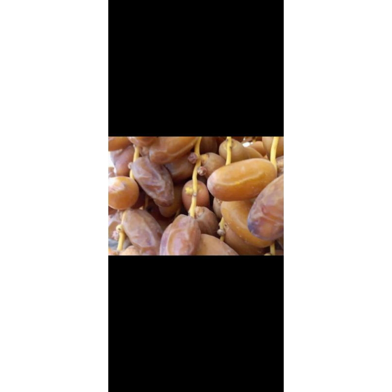 

kurma Tunisia tangkai