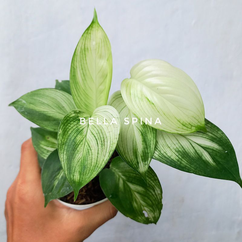 Scindapsus White Monster