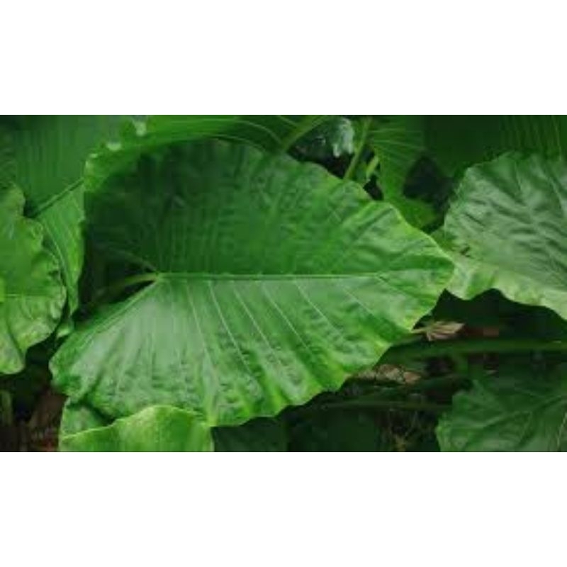 Daun Talas beneng segar baru petik