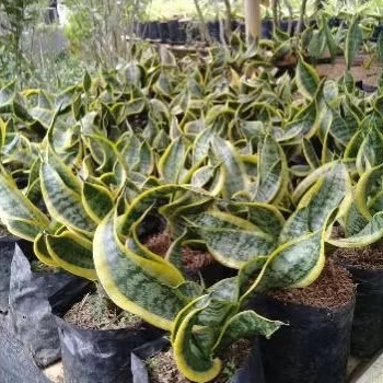 Tanaman Hias Sansivera Twister Sister - Tanaman Hias Indoor