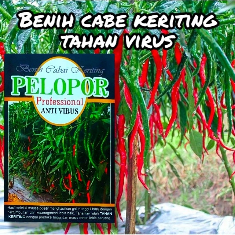 [TAHAN VIRUS] BENIH Bibit Cabe Merah Keriting LOKAL TAHAN VIRUS PELOPOR 10 gram
