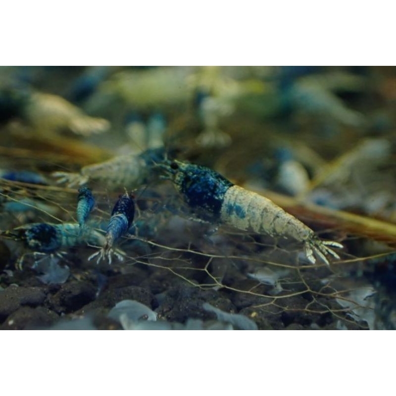 Mosura blue bold shrimp - udang hias caradina - udang hias aquarium - hiasan aquarium