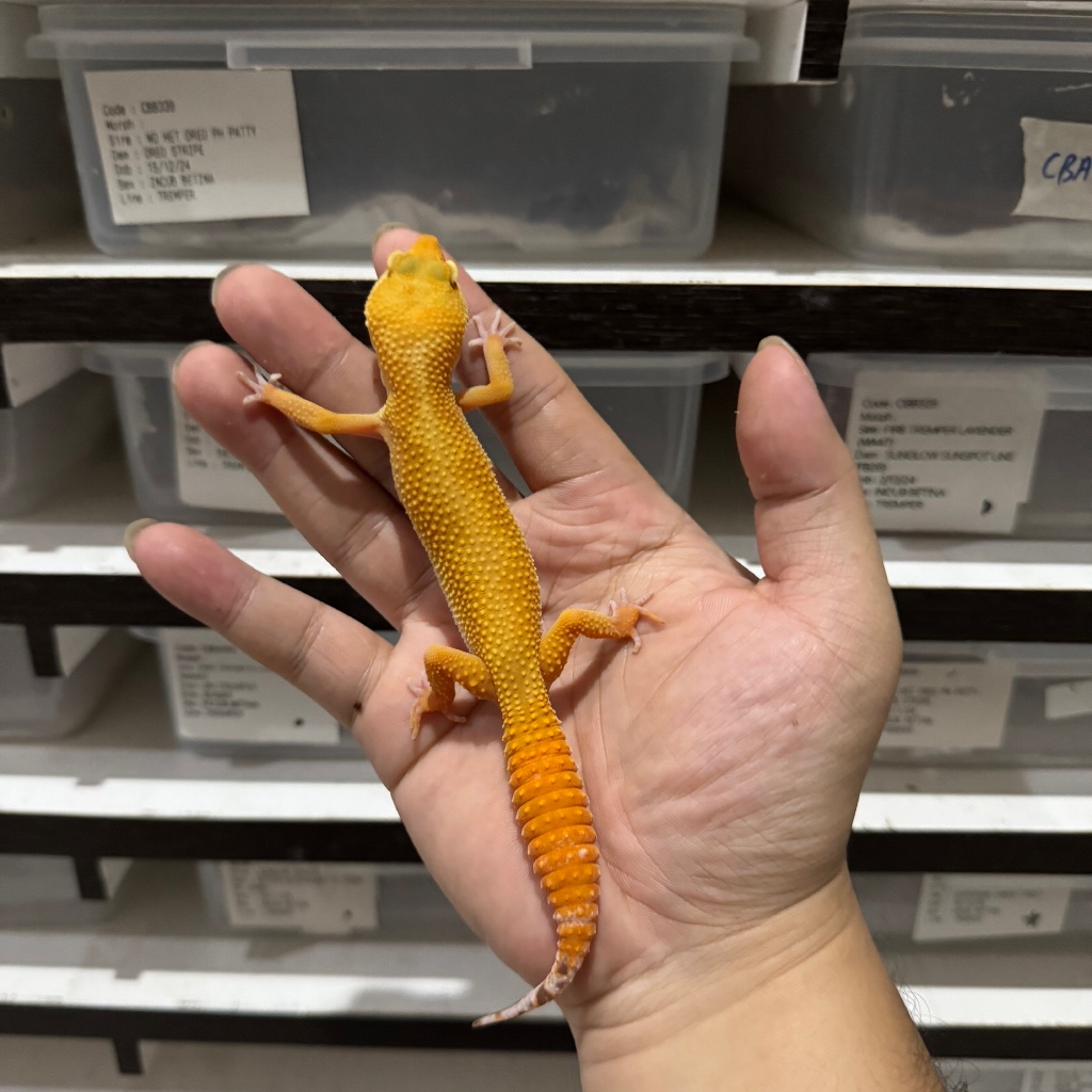 SUNGLOW CBA398 BETINA Mainan Anak Lucu Jinak Gecko Geko Leopard Gecko