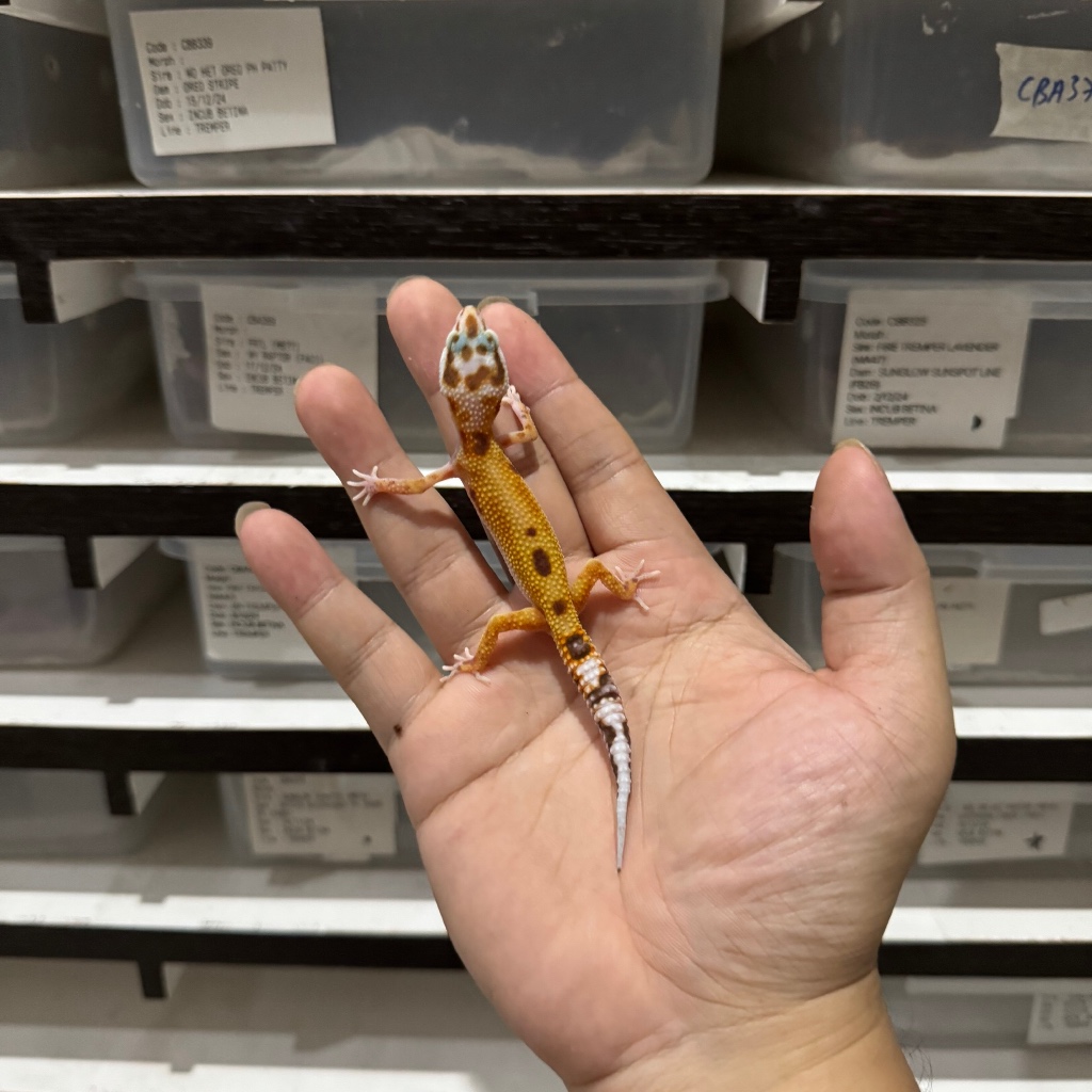 APTOR HET RAPTOR CBA399 UNSEX Mainan Anak Lucu Jinak Gecko Geko Leopard Gecko