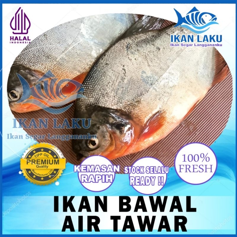 

IKAN BAWAL PREMIUM FRESH TERMURAH BERGARANSI IKAN LAKU IKAN SEGAR IKAN BEKU