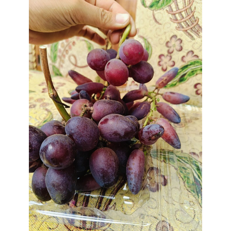 entres anggur import