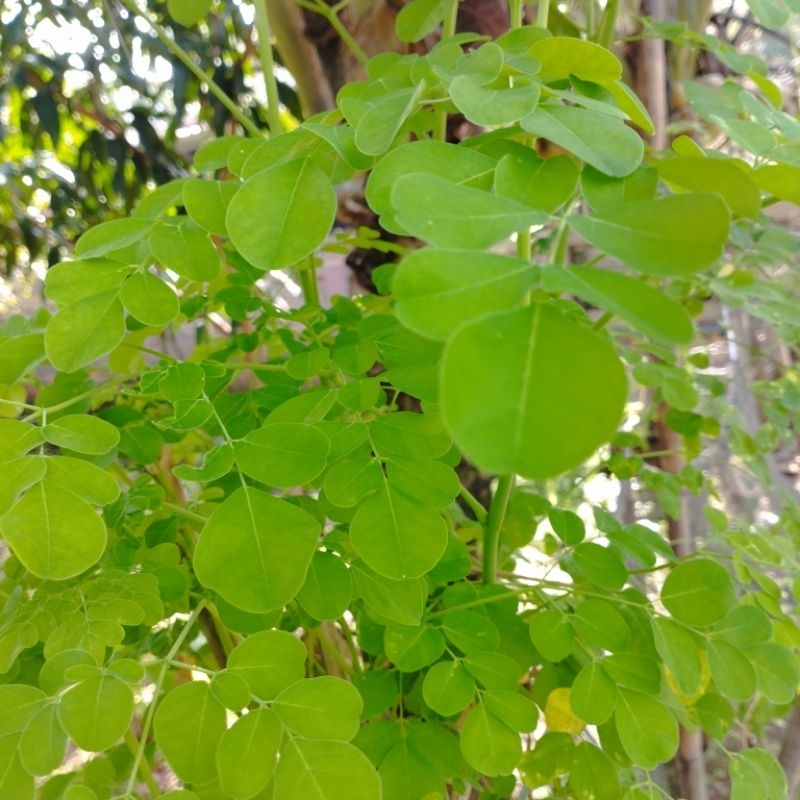 

Daun Kelor Fresh Baru Petik