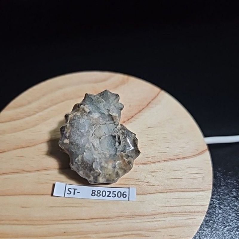 CRYSTAL AMMONITE  Madagascar Rough HQ BATU ASLI