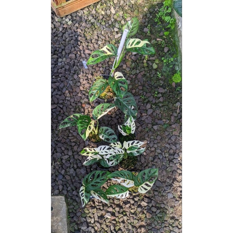 monstera andansonii japan janda bolong jepang