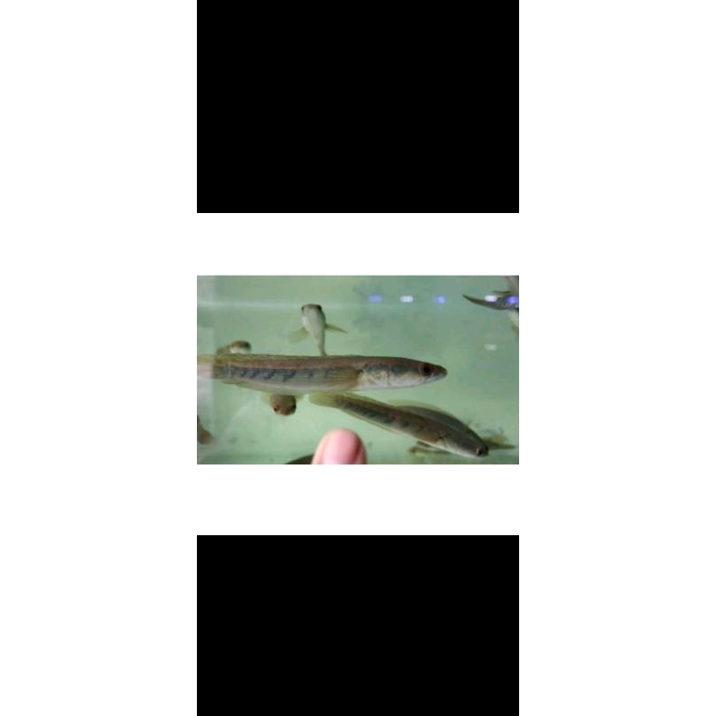 stiker ikan channa maru Ys ukuran 8-9cm