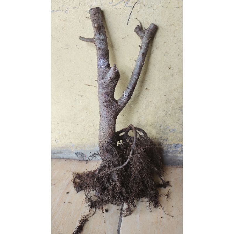 bahan bonsai ficus beringin Bunut preh realpic sesuai gambar