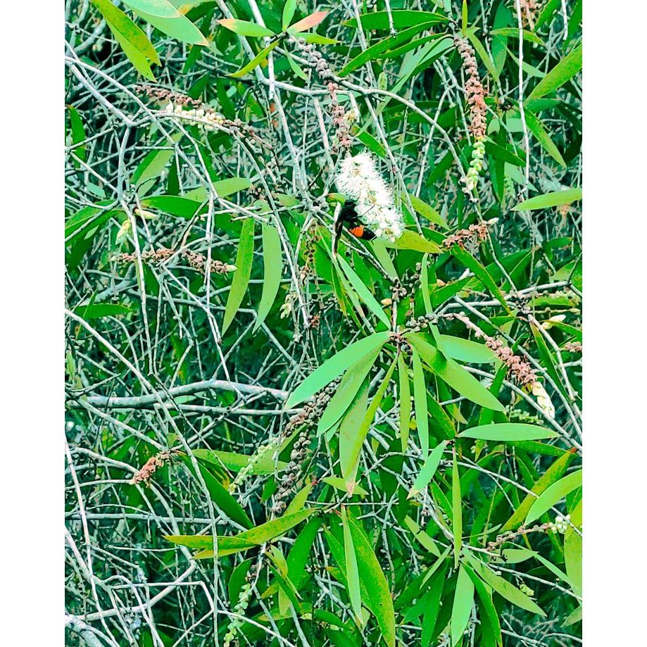 

REMPAH DAUN KAYU PUTIH KERING 38gram