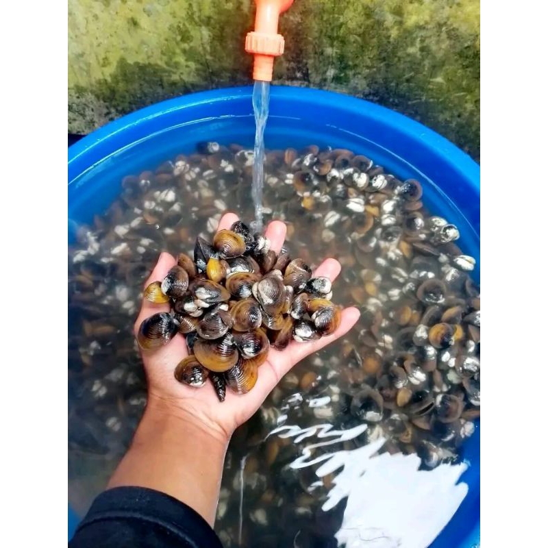 

KERANG REMIS HIDUP ISI 1 KG