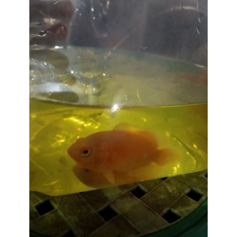 hiasan aquarium Oscar red Chili