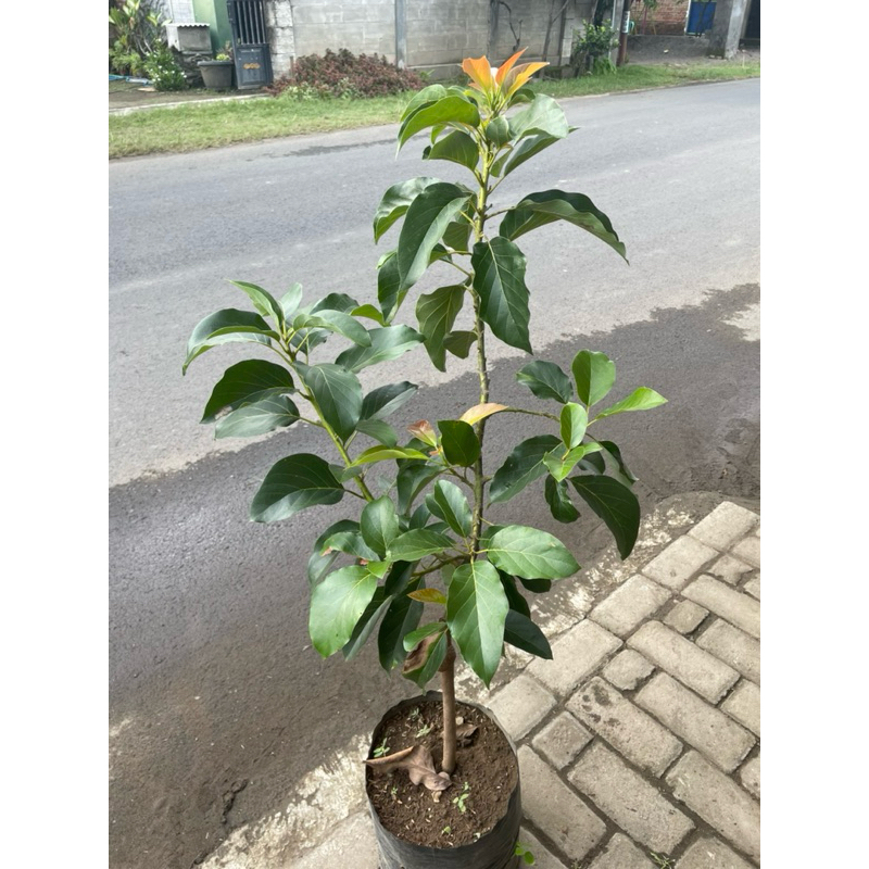 Bibit ALPUKAT ALIGATOR JUMBO siap berbuah