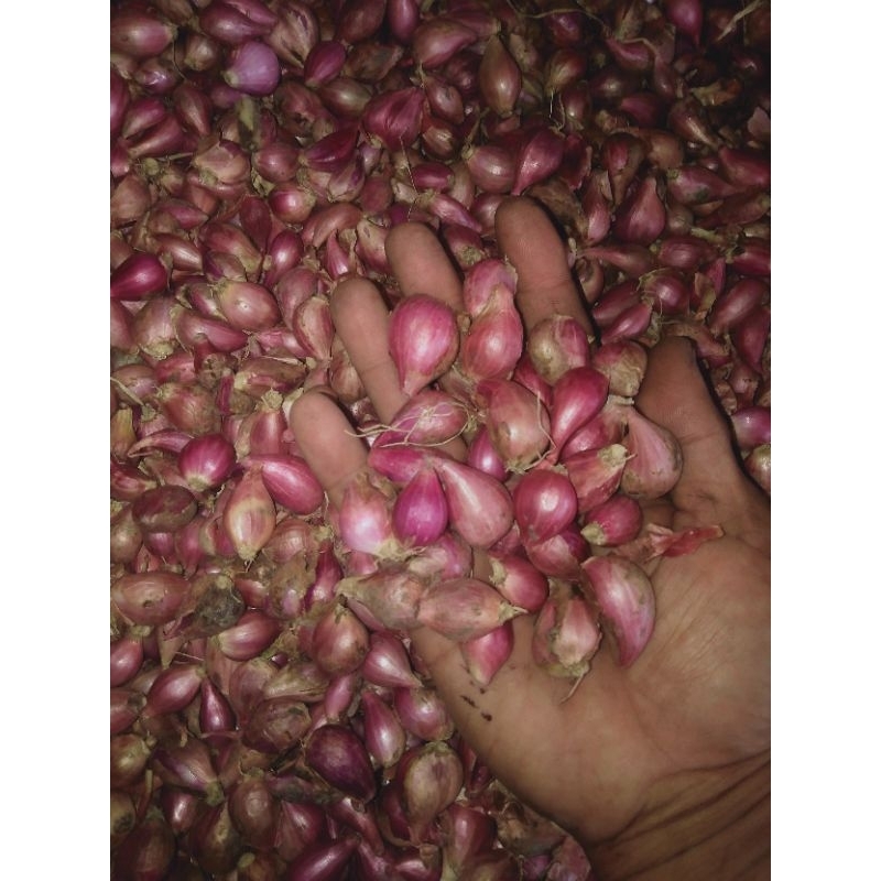 

19 rb/kg.Harga sudah mulai naik.Bawang merah Brebes.video real bund.minggu *kirim Senin*(tanggung/mix kecil).buruan sebelum khabisan stok.