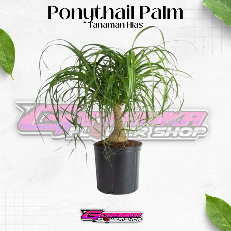 Bibit Tanaman Nolina Palem / Ponytail Palm / Palem Kuncir Kuda Uk Sedang Sudah Berbonggol