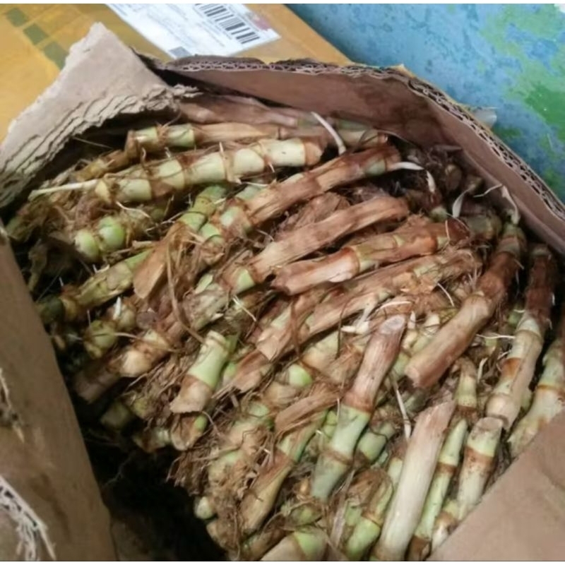 ODOT SUPER bibit rumput odot per 100 batang super odot gajah