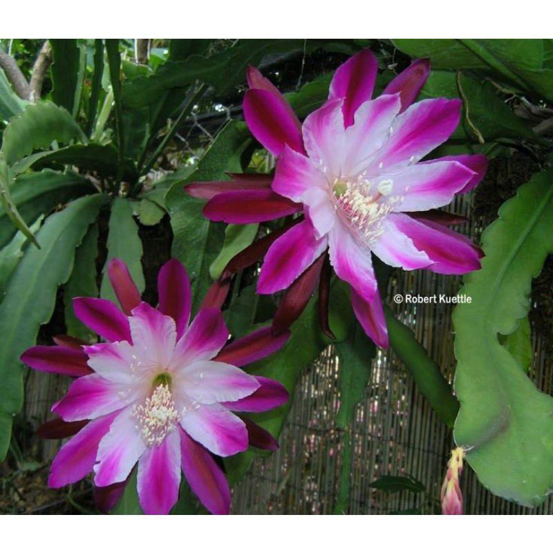 TERMURAH WIJAYA KUSUMA BUNGA PINK UNGU-WIJAYA KUSUMA BERBUNGA-WIJAYA KUSUMA DEWASA