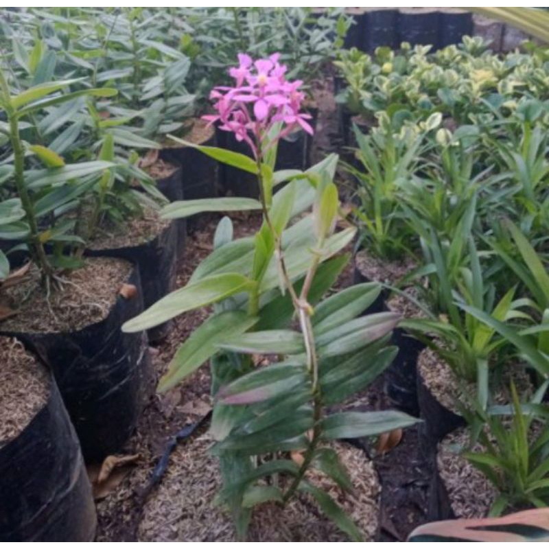 tanaman hias hidup anggrek merpati bunga ungu / anggrek tanah / epidendrum radicans