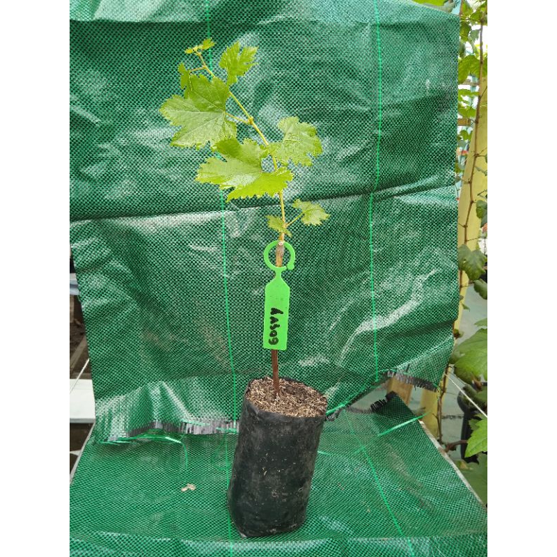 

Bibit anggur impor varian gosv