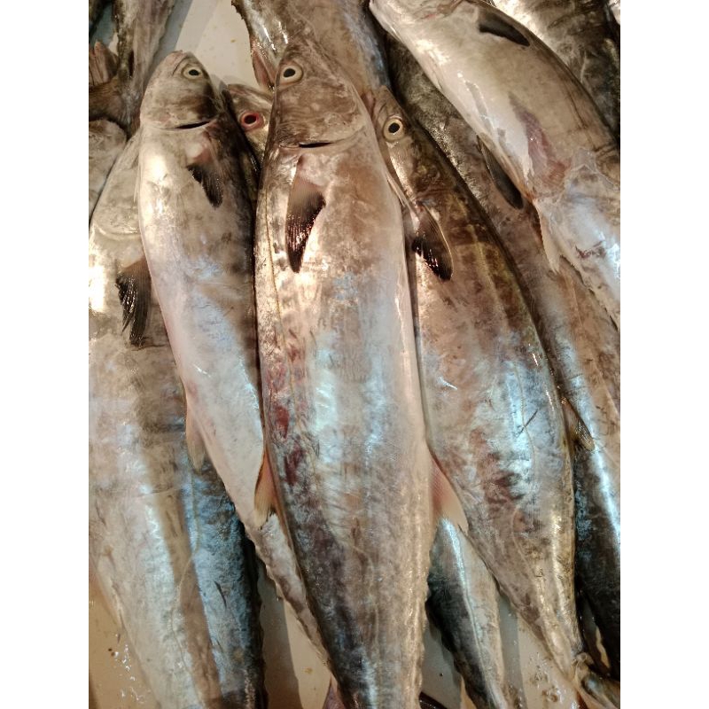 

ikan tenggiri kawang 500gr mang sayur