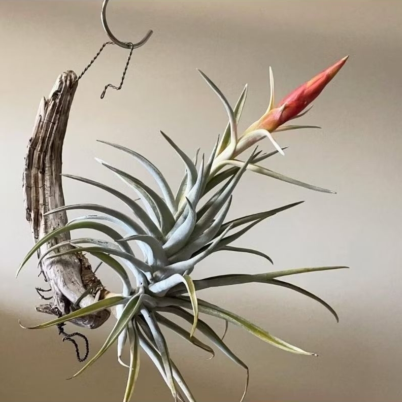 Tillandsia harrisii size anakan (air plants) / Tanaman Udara / Tanaman Tanpa Media Tanam