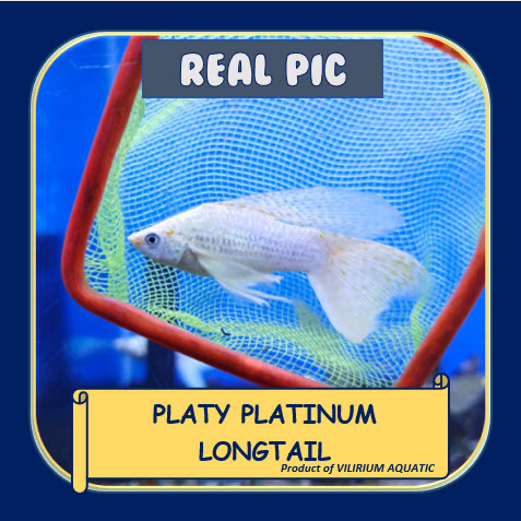 IKAN HIAS AIR TAWAR - PLATY PLATINUM EKOR KUMPAY / PLATY PLATINUM LONGTAIL / PLATY KUMPAY