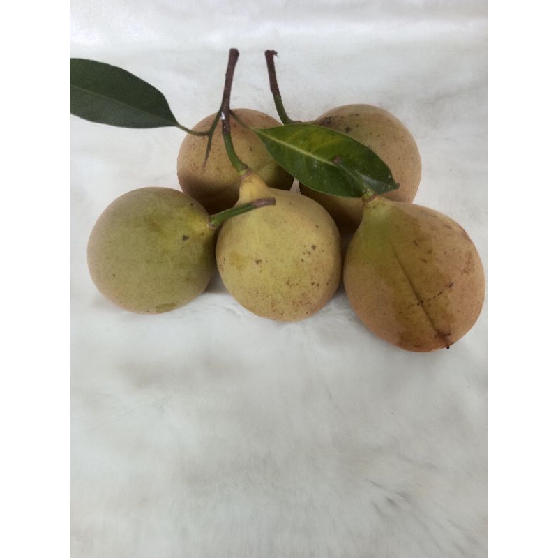 

1000 gram (1 kg ) buah pala fresh herbal alami