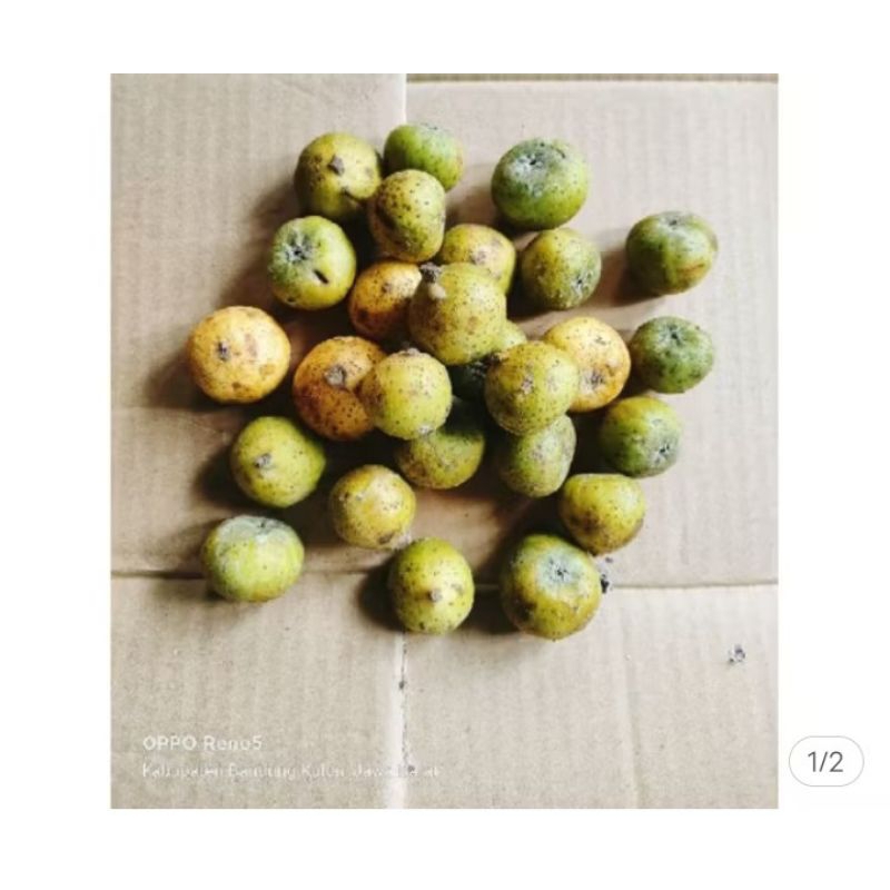 

jual buah Awar awar pres baru petik 250g