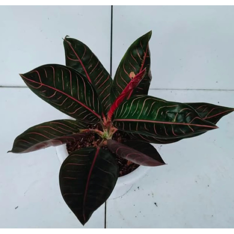 CRIS_AGLONEMA BLACK POS