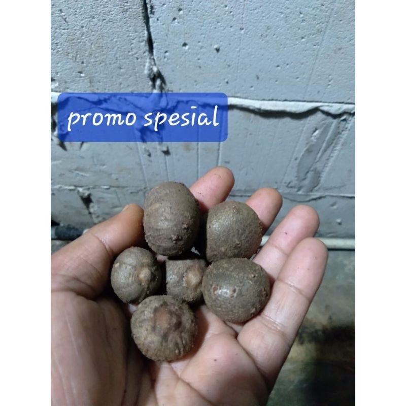 katak porang/bibit porang katak 1 kg