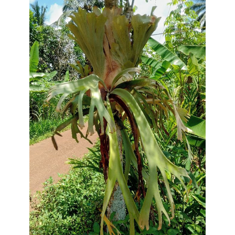 kadaka rusa