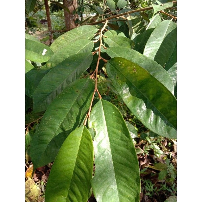

Daun kadu /daun durian termurah per 20 lembar