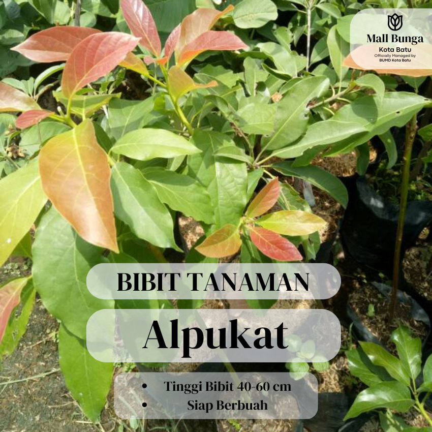 Bibit Alpukat - Tanaman Buah Alpukat Jumbo Markus Hass Mentega Tanpa Biji Siap Berbuah Tinggi 30-40 