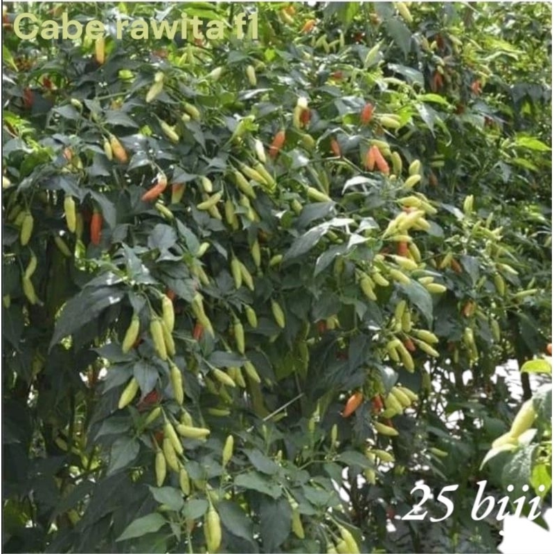 

25 biji/ benih cabe RAWITA f1 cap panah merah