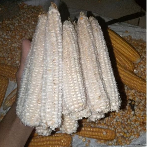 

BONGGOL JAGUNG/JANGGEL JAGUNG KERING 1KG, MURAH BERKUALITAS