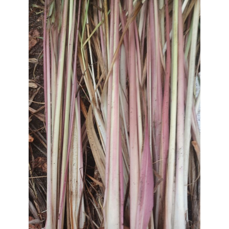 

srei merah 20/kg