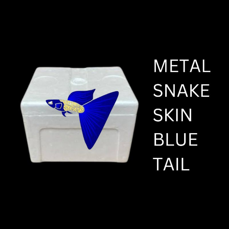 

Box Packing Metal Snakeskin Blue Tail