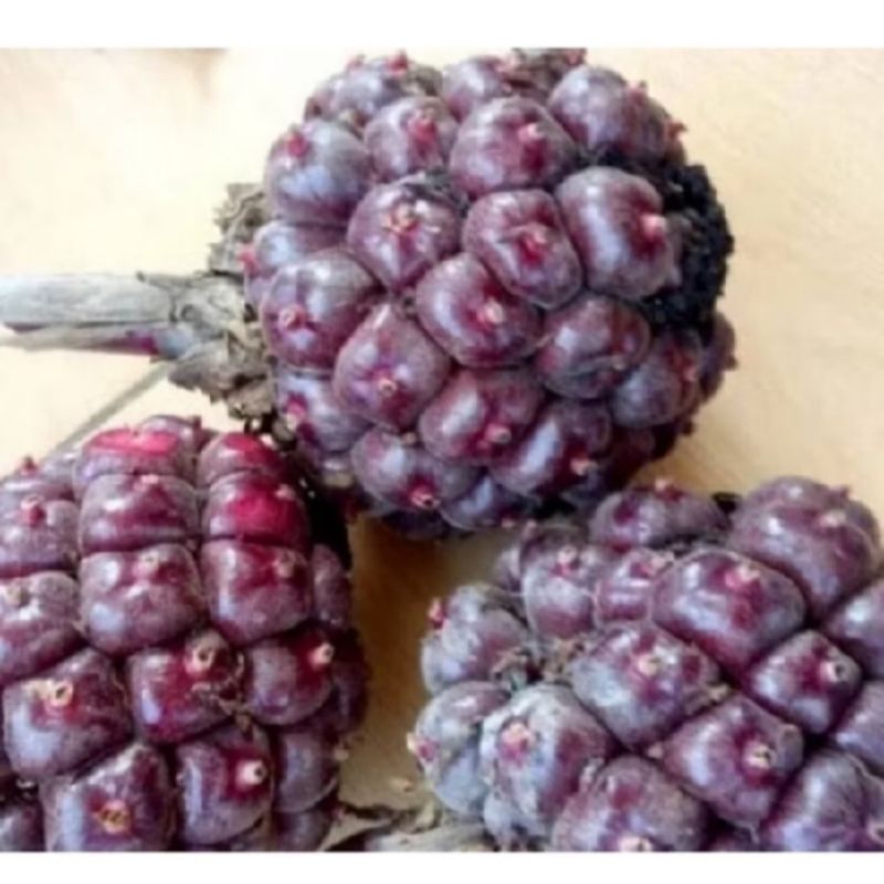 

Buah kecombrang honye merah 1kg redy masih segar di petik saat ada order