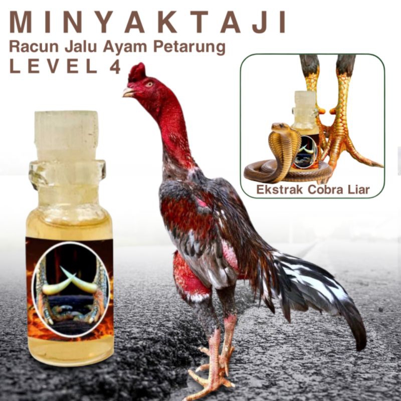 Racun ayam aduan 7 bulan turun box