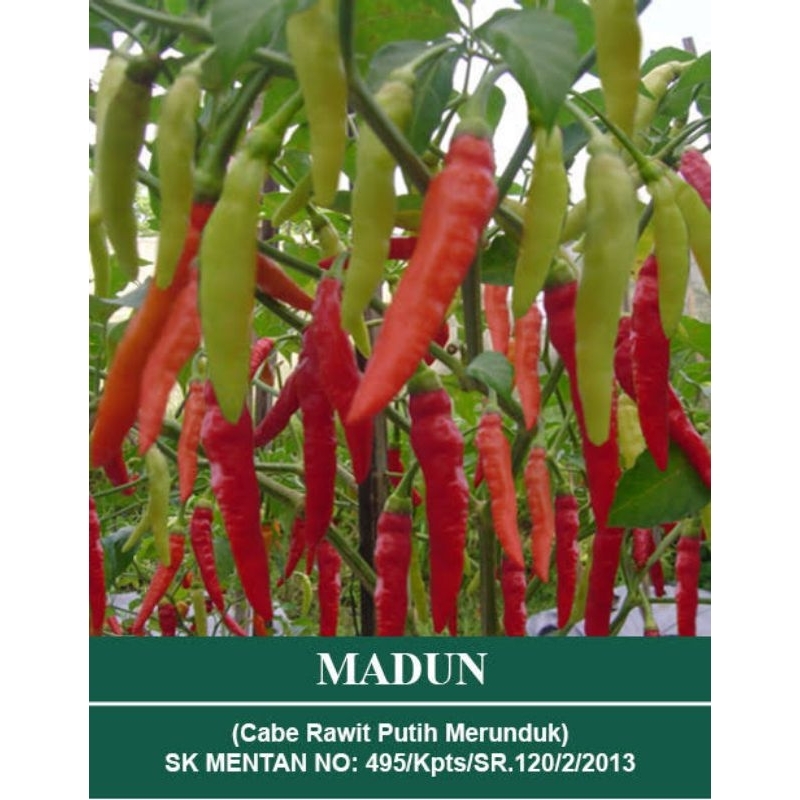 Benih Cabe Rawit MADUN isi 10g Mutiara Bumi