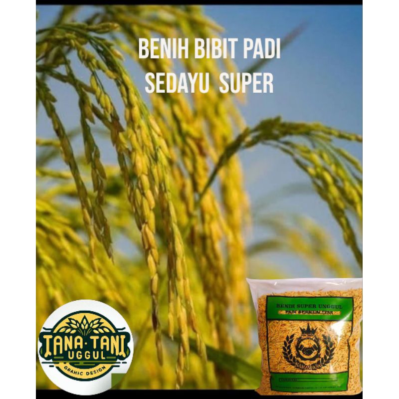 BENIH PADI SEDAYU SUPER UNGGUL 10 KG
