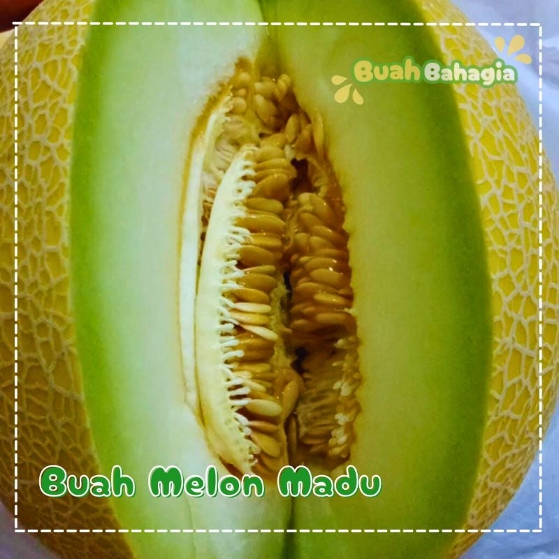 

BUAH MELON MADU 1BUAH