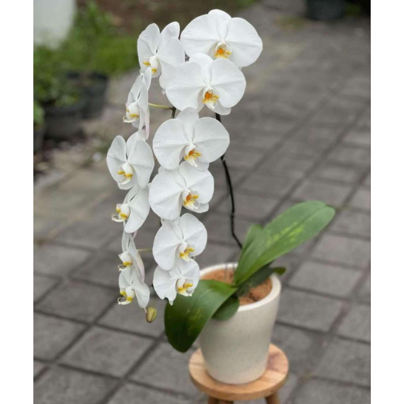 (BISA COD) PROMO Anggrek Bulan Bunga Putih JUMBO PASCA BUNGA / Tanaman Hias Anggrek Bulan Bunga Hias