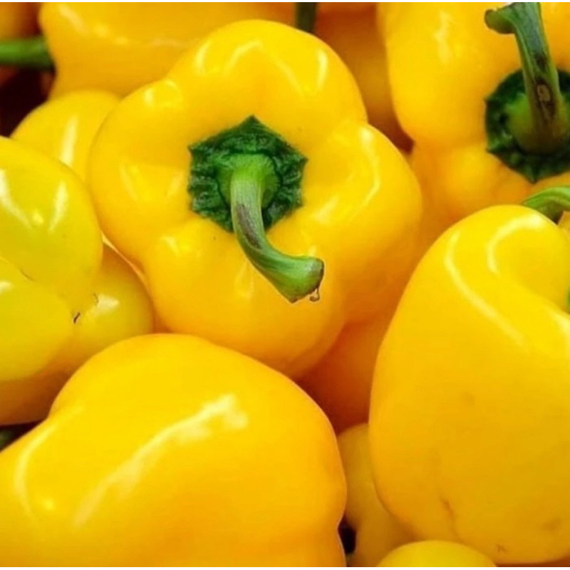

Paprika Kuning - 500gram