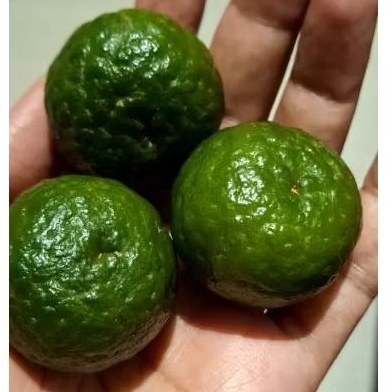 

JERUK LIMAU JERUK SAMBAL - 1.000 GRAM