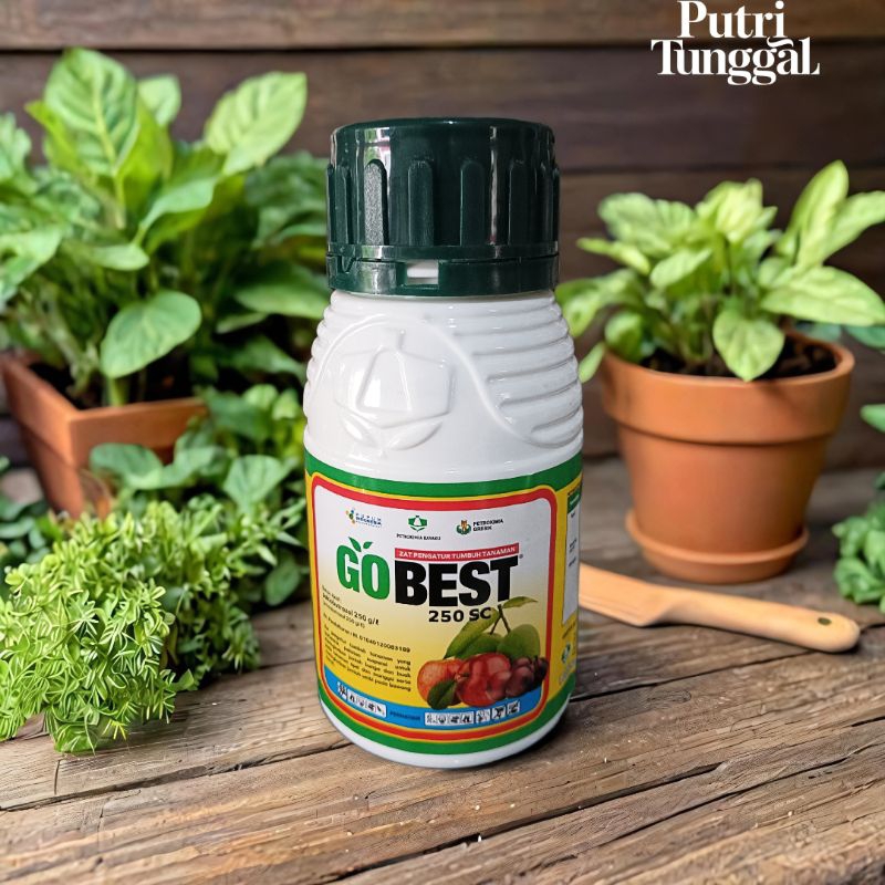 Gobest zat pengatur tumbuh(ZPT)