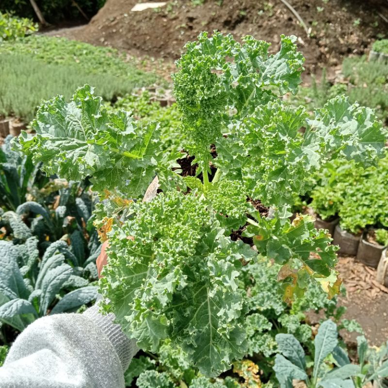 bibit tanaman sayur kale keriting/kale curly