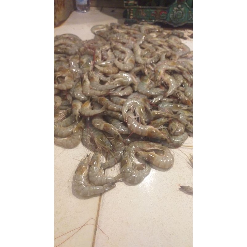 

Udang 1 kg isi 40
